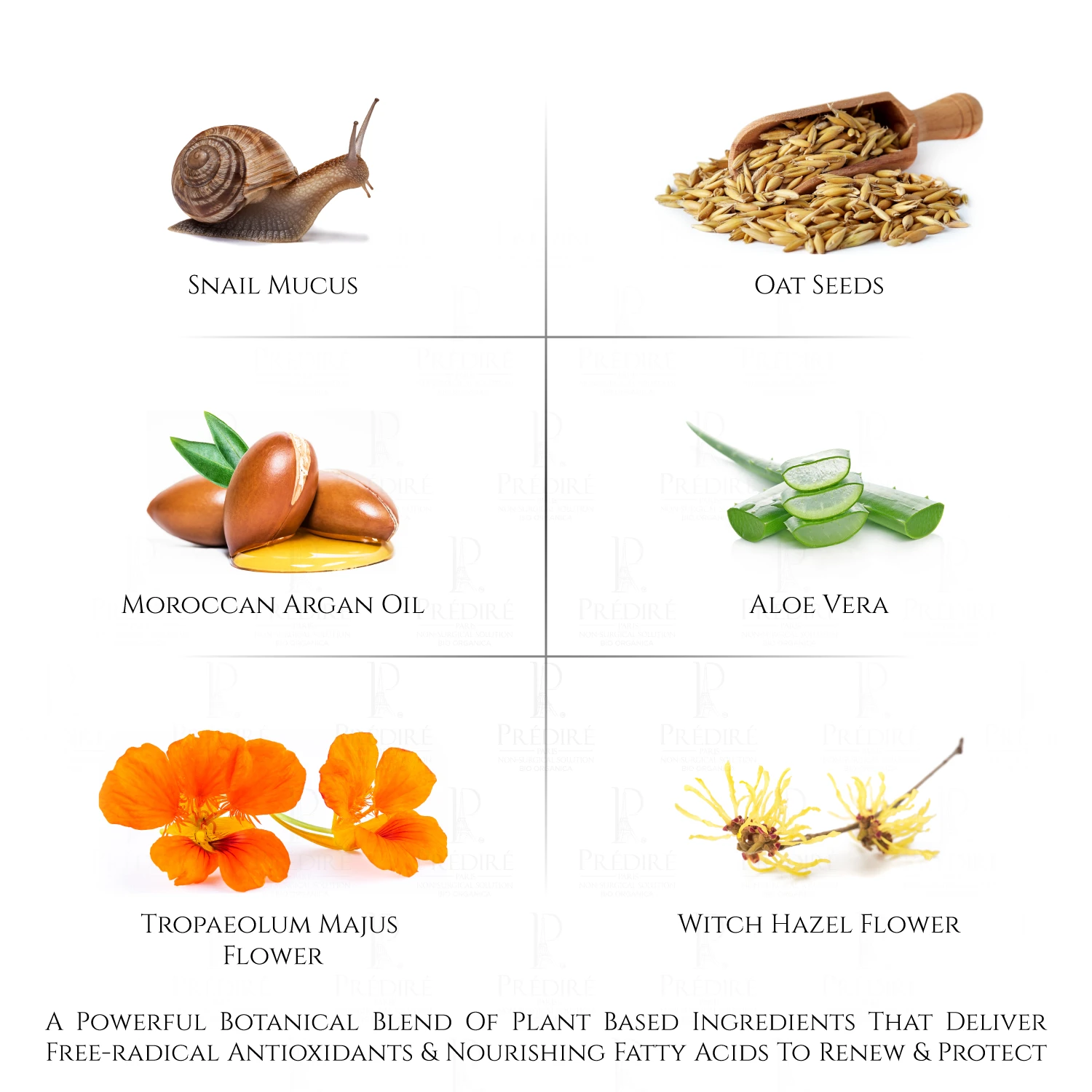 Snail Age-Defying Collection | Concentrate, Serum, Gel, Renewal, Mask, & Toner| Limited Edition 9 Snail Age-Defying Collection | Concentrate, Serum, Gel, Renewal, Mask, & Toner| Limited Edition - Image 9